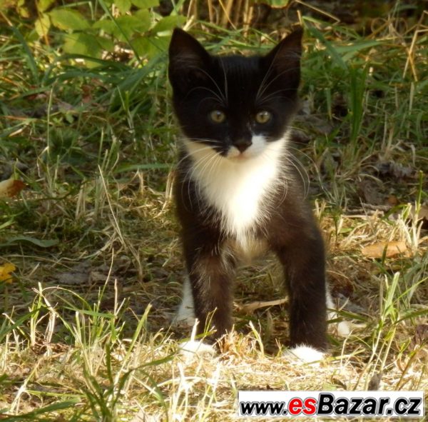 Daruji koťata do dobrých podmínek – fotografie 3