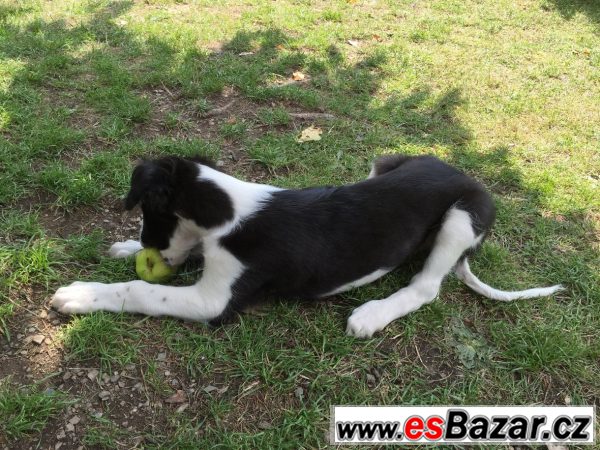 Barzoj štěňátka – fotografie 2