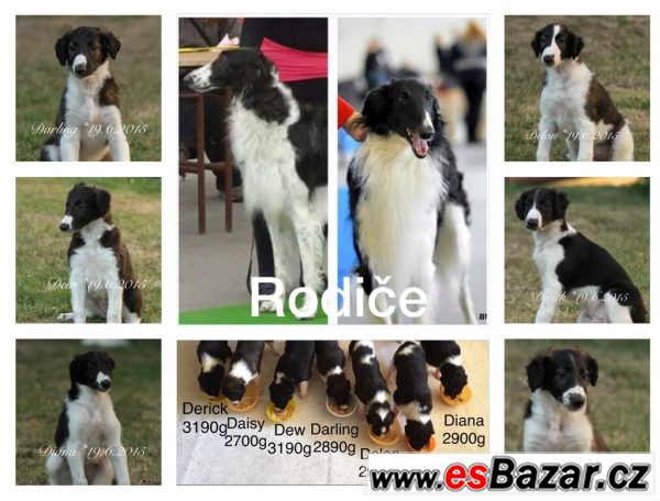 Barzoj štěňátka – fotografie 3