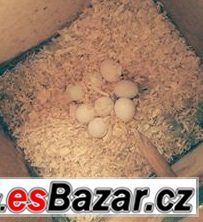 Agapornis (růžohrdlý x fisherův) – fotografie 2