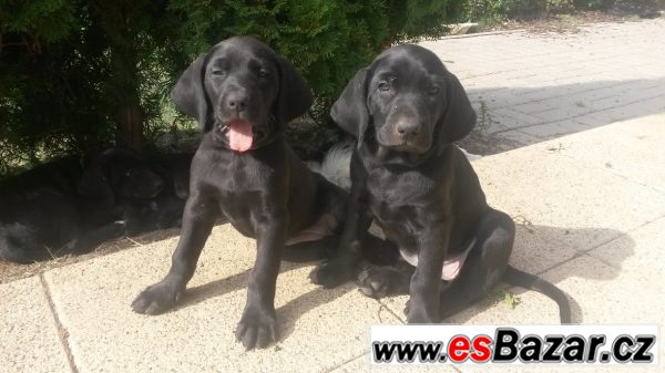 Černá štěňátka kříženci vým. ohaře – fotografie 1
