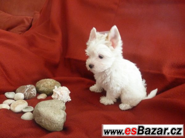 Golddust jorkšire terrier s PP – fotografie 1
