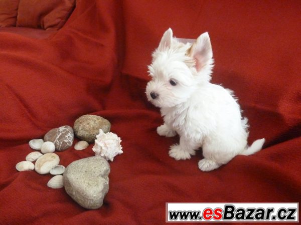 Golddust jorkšire terrier s PP – fotografie 2