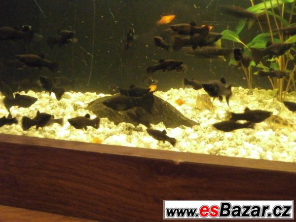 Black Molly - Poecilia sphenops – fotografie 4