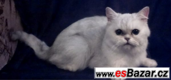 Exotická kočka – fotografie 1