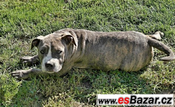 American bully – fotografie 3