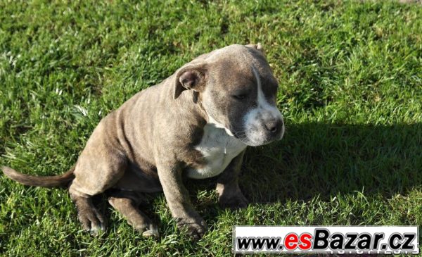 American bully – fotografie 4