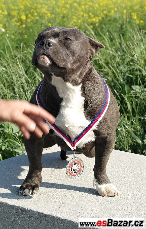 American bully – fotografie 5