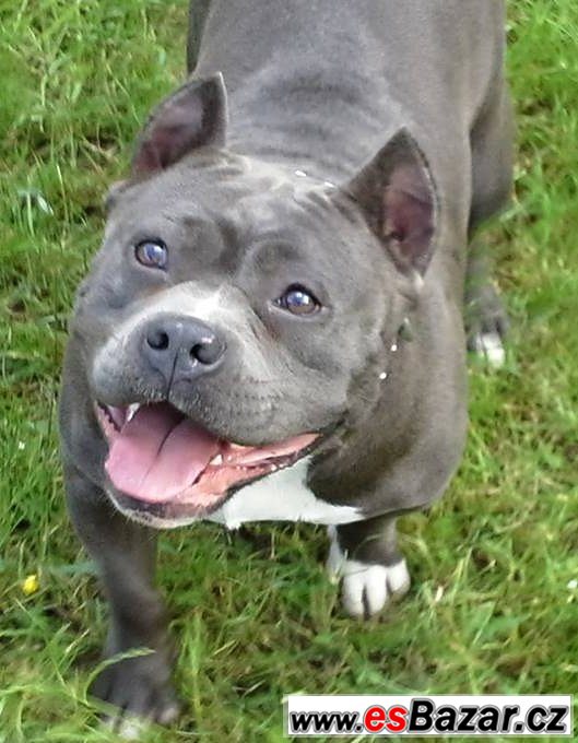 American bully – fotografie 6