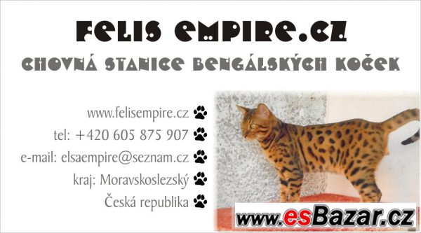 Benglská koťátka  – fotografie 5