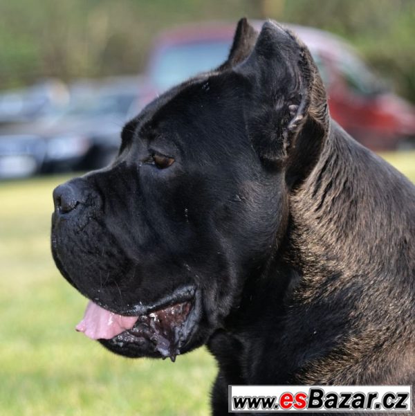 Cane corso – fotografie 1