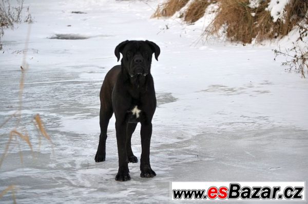 Cane corso – fotografie 3