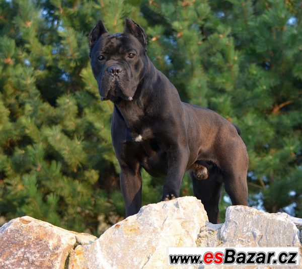 Cane corso – fotografie 4