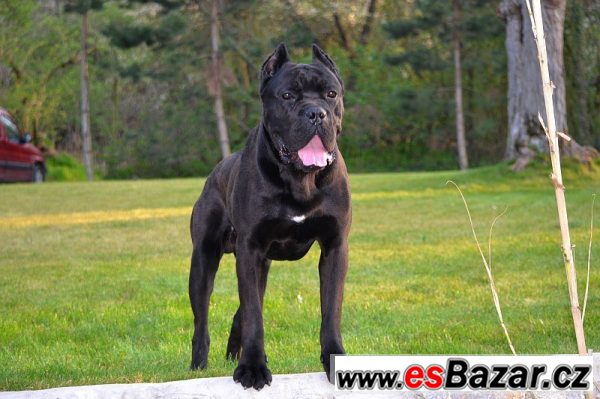Cane corso – fotografie 5