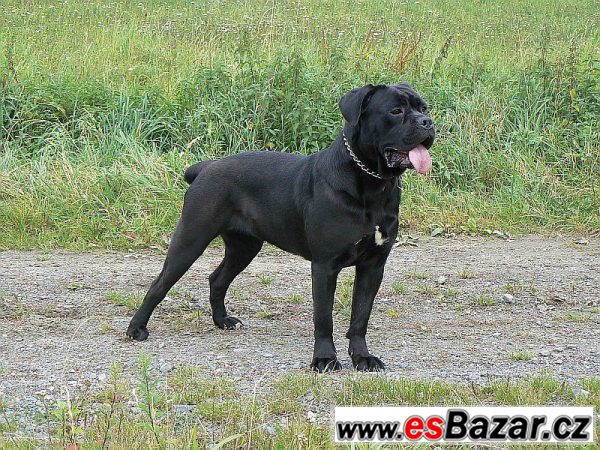 Cane corso – fotografie 6