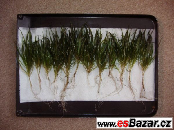 Akvarijní rostliny - Blyxa Japonica – fotografie 3