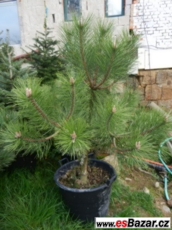 Borovice černá  - Pinus nigra  – fotografie 2