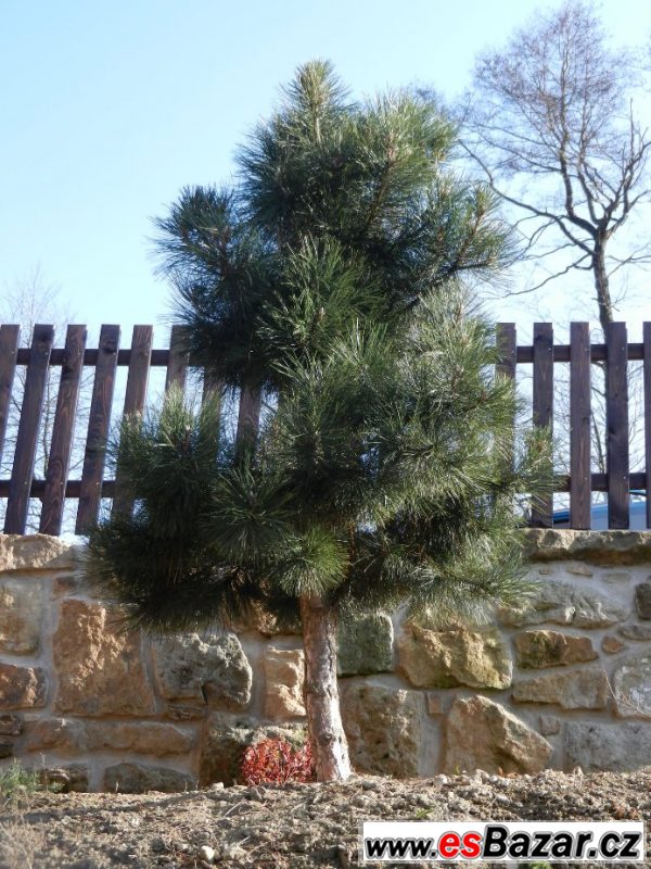Borovice černá  - Pinus nigra  – fotografie 3