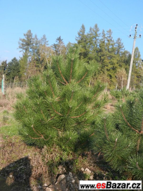 Borovice černá  - Pinus nigra  – fotografie 4