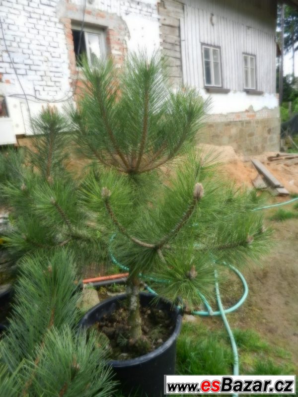 Borovice černá  - Pinus nigra  – fotografie 5