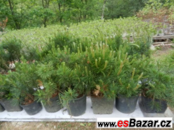Borovice kleč - sazenice – fotografie 2