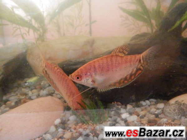 Čichavci Cosby, Leeri, Gold-Red,  – fotografie 1