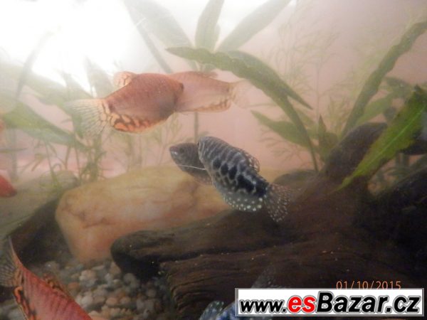 Čichavci Cosby, Leeri, Gold-Red,  – fotografie 4