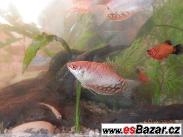 Čichavci Cosby, Leeri, Gold-Red,  – fotografie 5