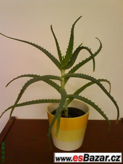 Aloe vera léčivá – fotografie 1