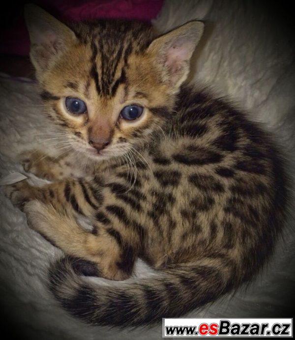 Bengal kotě   – fotografie 1
