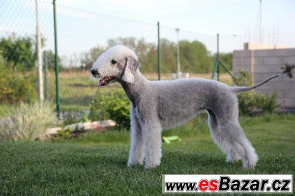 Bedlington teriér štěňata – fotografie 1