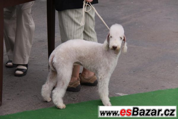 Bedlington teriér štěňata – fotografie 3