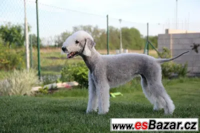 Bedlington teriér štěňata