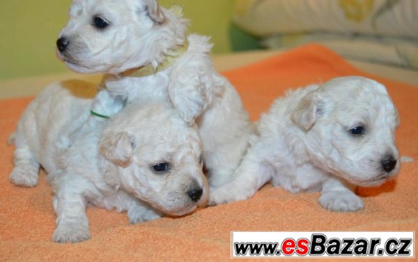 Boloňský psík s PP – fotografie 1