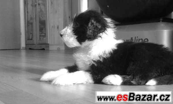 Beardet kolie – fotografie 2