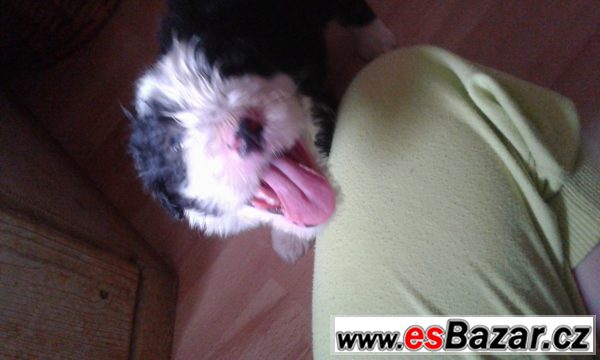 Beardet kolie – fotografie 3