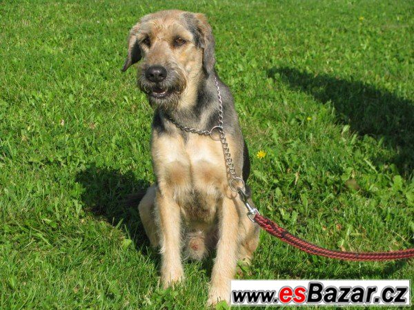 Bred - knírač x - pes – fotografie 1