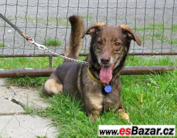 Bery - jezevčík x - fena – fotografie 1