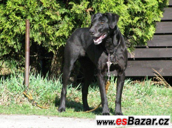 Brita - labradorský retrívr – fotografie 1