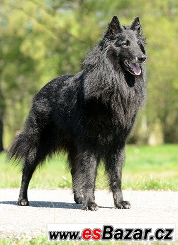 Belgický ovčák - pejsek Groenendael – fotografie 3