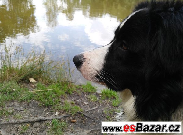 Border kolie ke krytí – fotografie 2