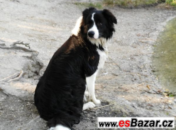 Border kolie ke krytí – fotografie 4