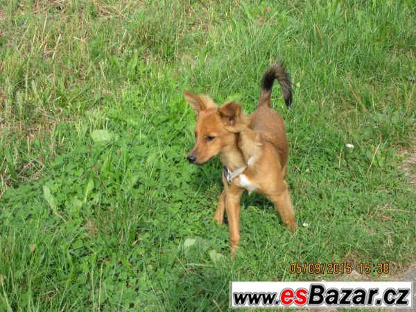 BAMBI - Kříženec malý - štěně – fotografie 4