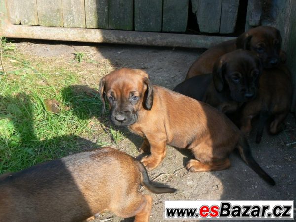 Bavorský barvář - štěňátka  – fotografie 5