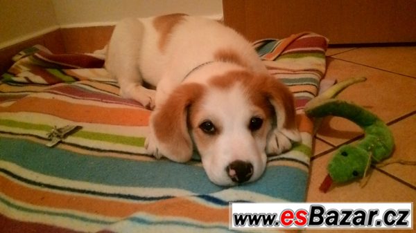 Daruji psa do dobrých rukou – fotografie 4