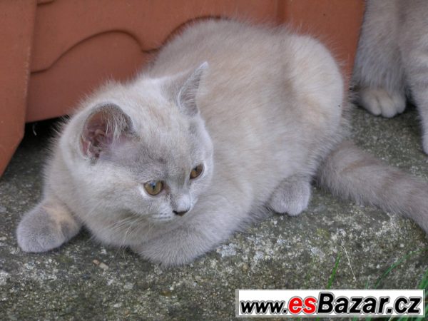 Britští mazlíčci – fotografie 1