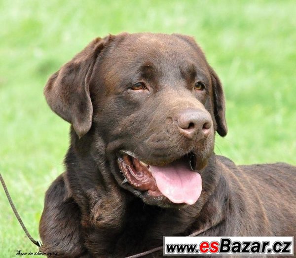 čokoládová štěňátka labradora s PP – fotografie 3