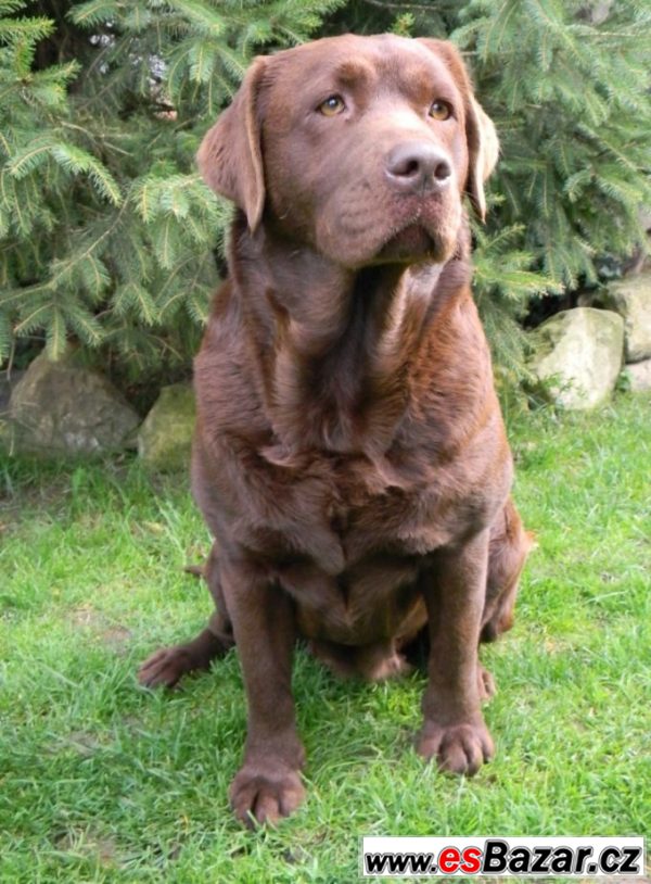 čokoládová štěňátka labradora s PP – fotografie 4