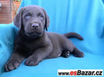 čokoládová štěňátka labradora s PP