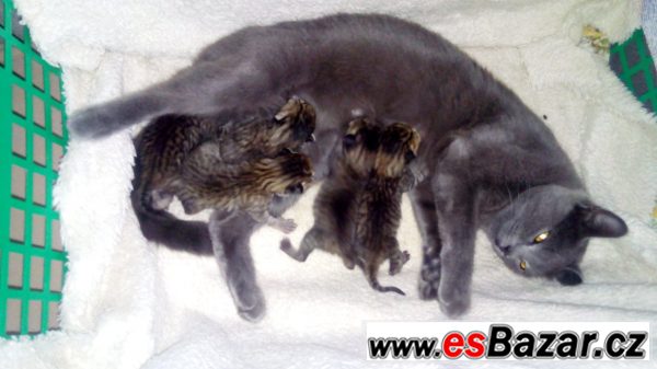 Daruji tři krásné kočičí slečny – fotografie 3